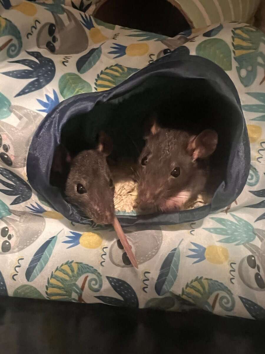 Baby rat rehoming image 4