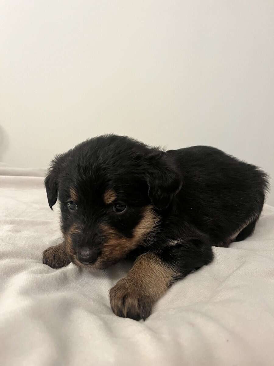 Shepadoodle (Luna) image 1