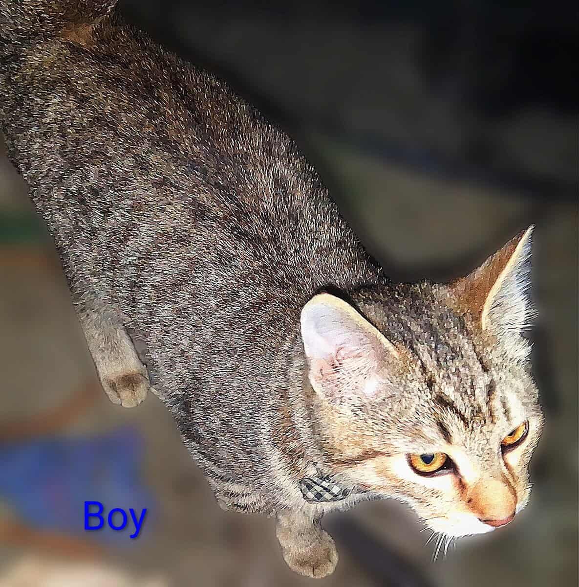 BESTIES 🐱+🐱=❤️3m old Boy&Girl Seeks Loving Home image 3