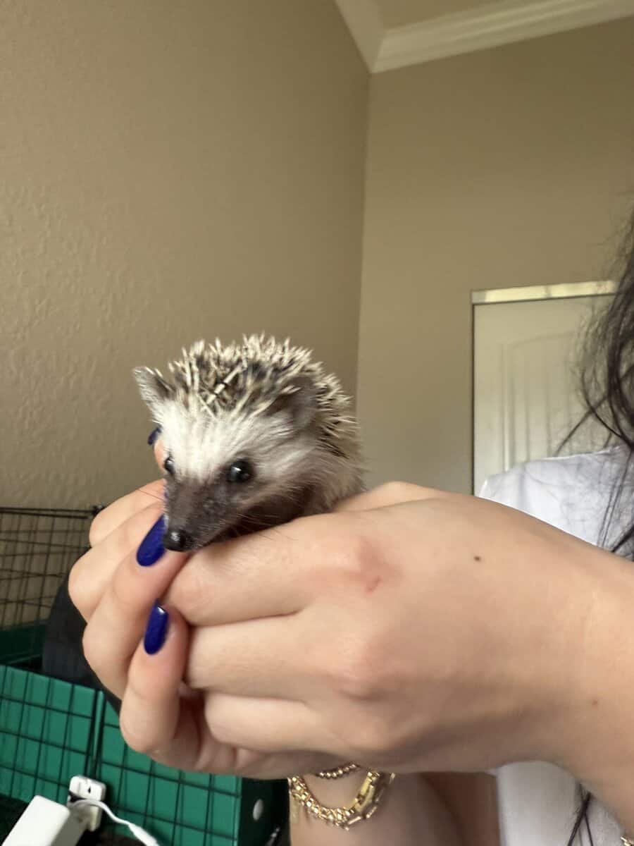 Hedgehog babies 7 weeks image 2