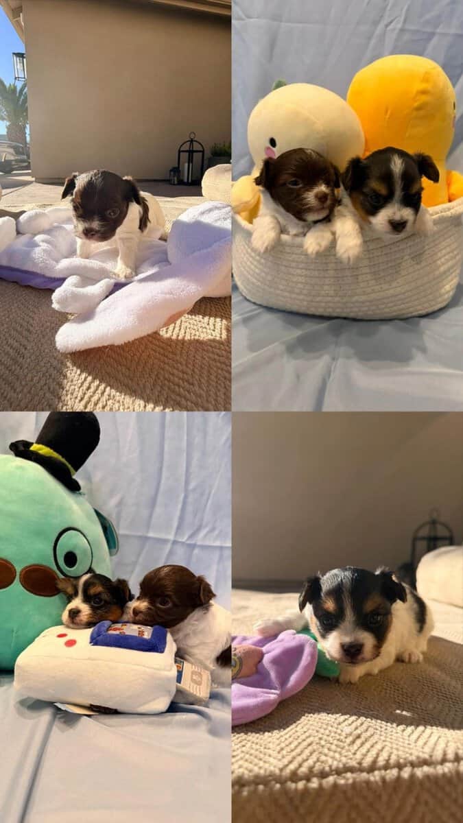 Adorable Chorkie Puppies Available image 1