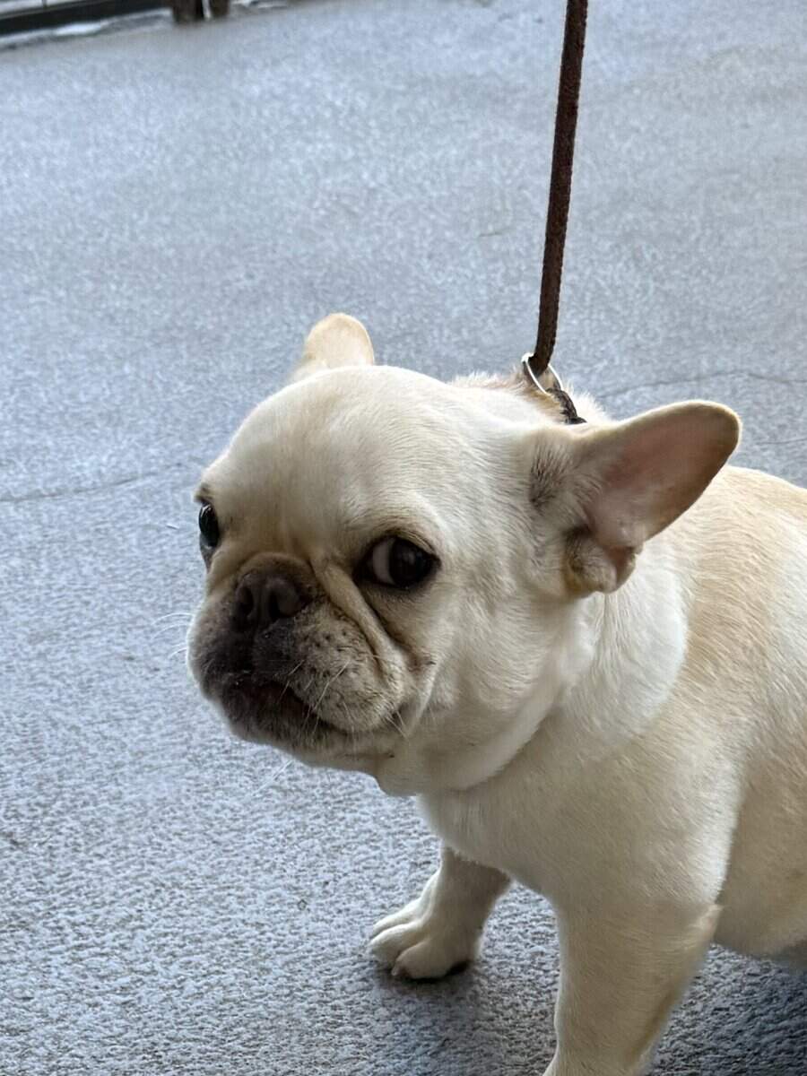 4 MONTHS FEMALE PUPPY FAWN FRENCH BULLDOG image 1