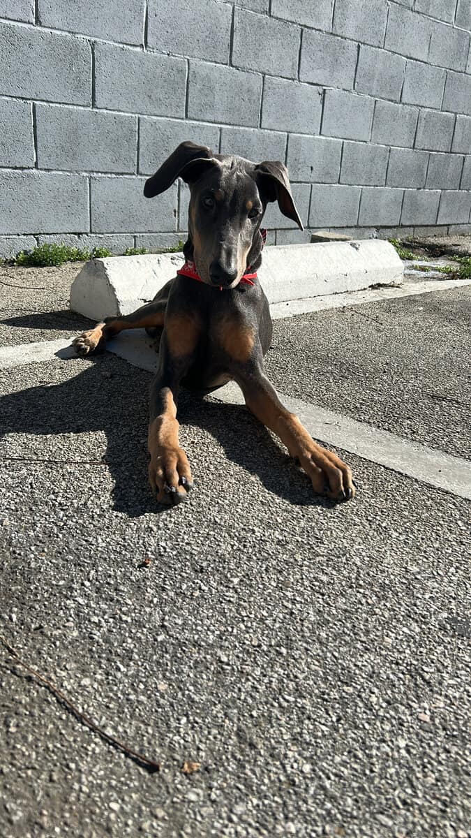 Doberman Puppy image 4