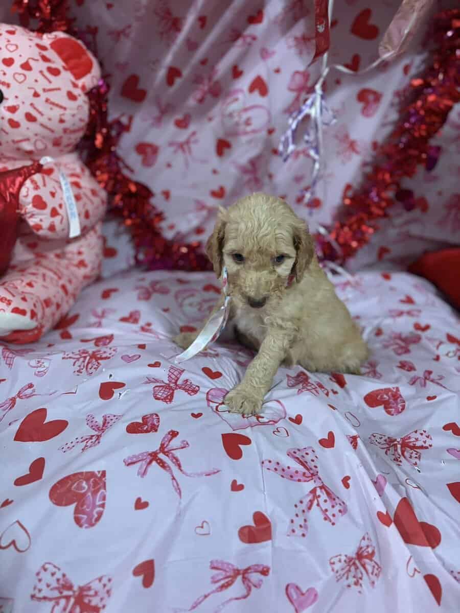 Goldendoodle Puippies image 2