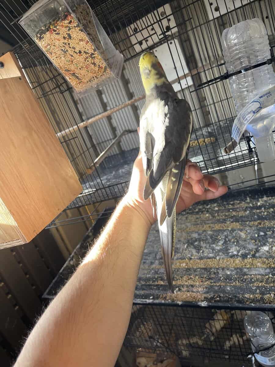 Fully tame female cockatiel image 4