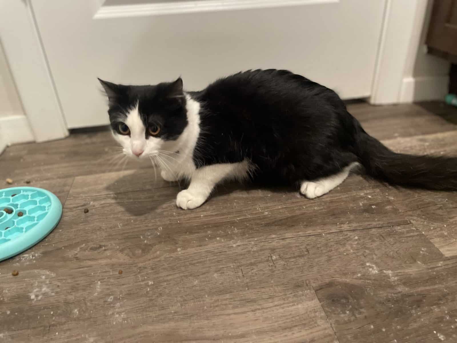 Code The Tuxedo Fluffy Domestic Kitten image 4