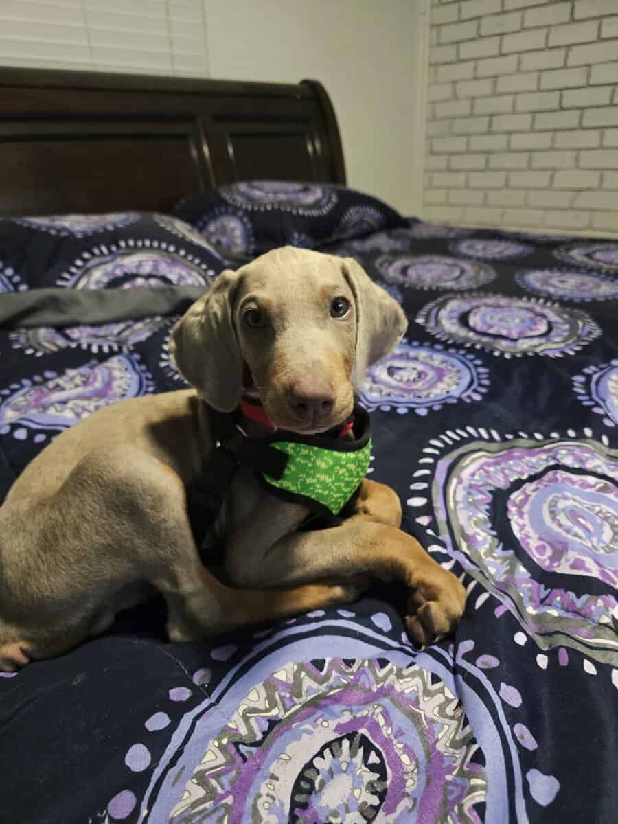 Weimaraner doberman image 3