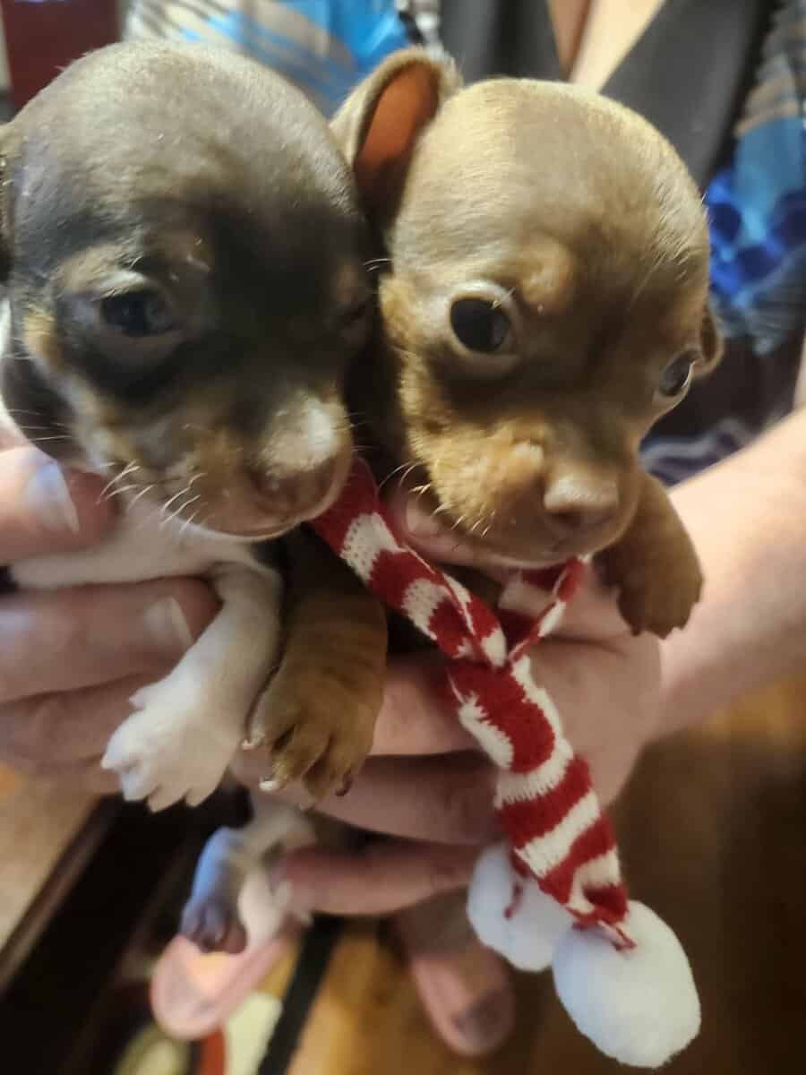 Chihuahua puppies for sale image 8