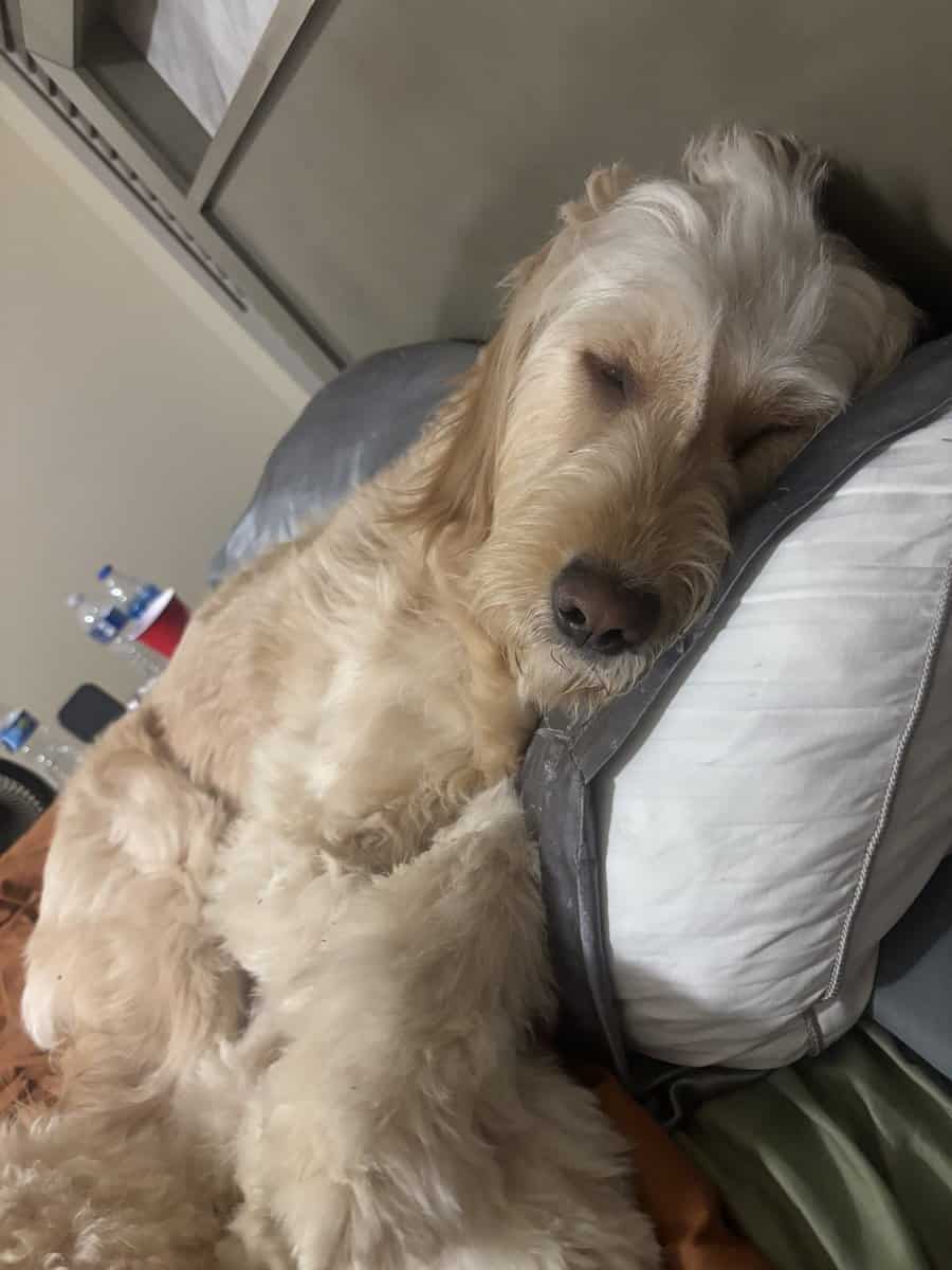 Golden doodle for sale image 4