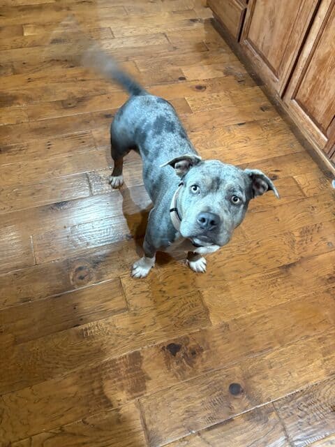 Pitbull mix- spayed female, 2 years, 50 lbs image 2