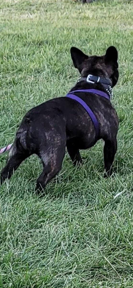 Female Adult Frenchie image 1