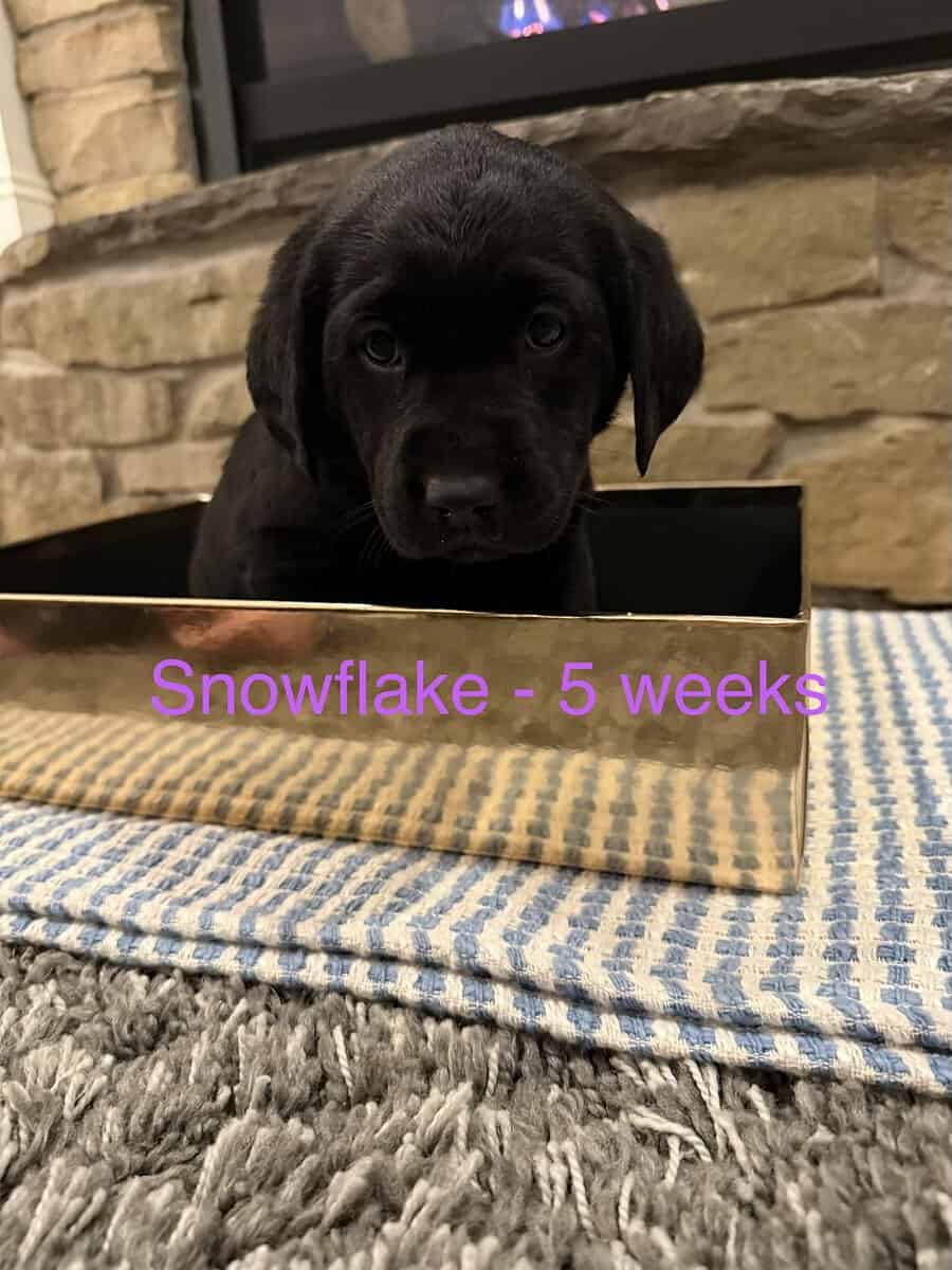 3 Black Female Labrador Retriever Puppies image 2