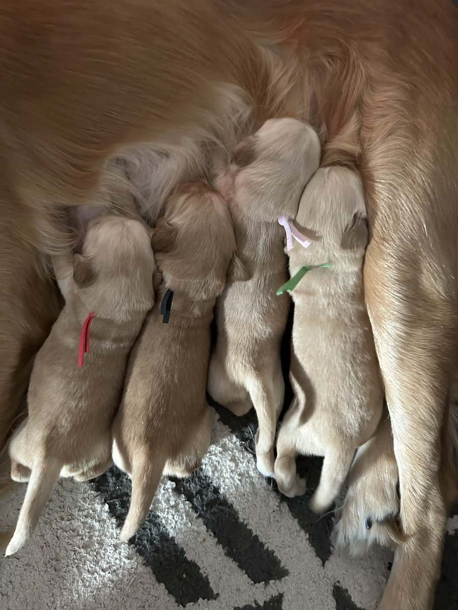 Purebred golden retrievers image 2