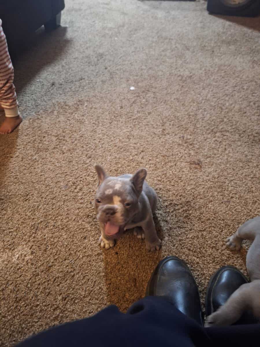 French Bulldog image 3