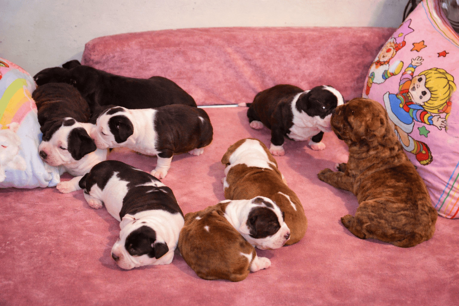 Adorable Pitbull Puppies – Now Reserving image 2