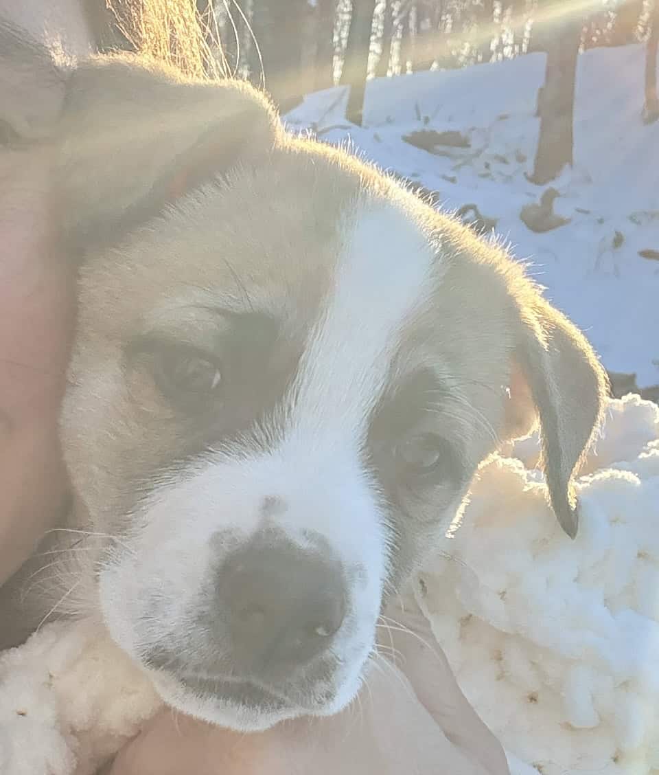 2 month old puppy image 2