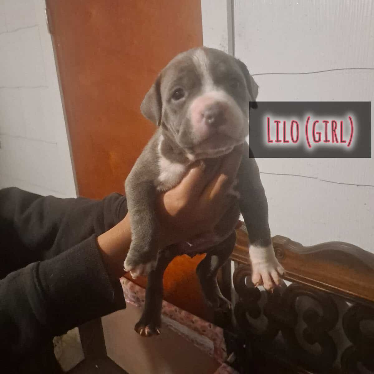 BRAND NEW AMERICAN BULLYS AVAILABLE image 3