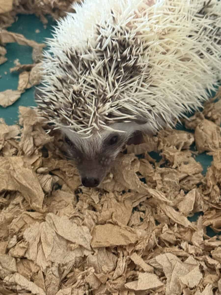 Hedgehog babies 7 weeks image 3