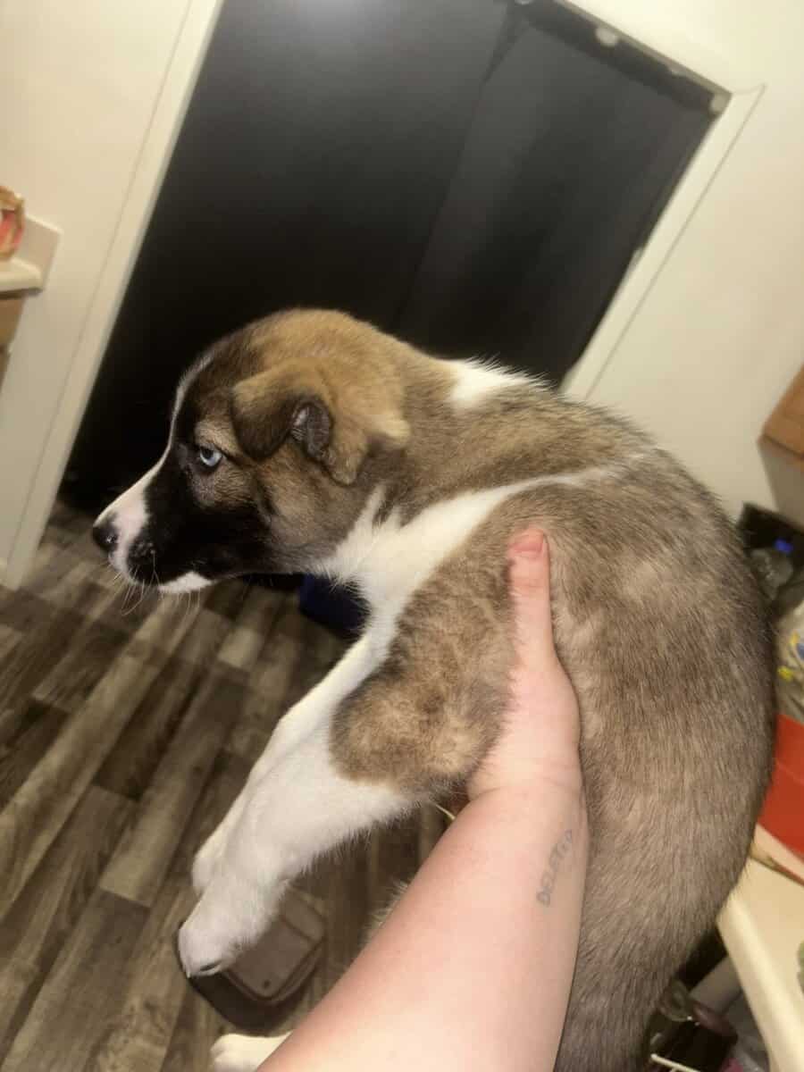 “Courage,” 3 month old husky male image 4