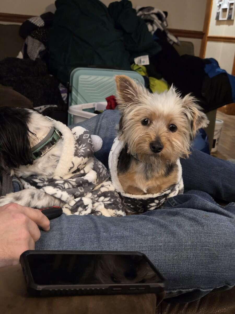 Loveable Yorkie image 3
