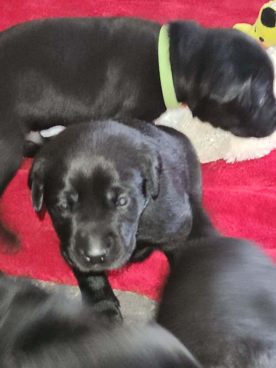 Registered Black Labrador Retriever puppies image 5
