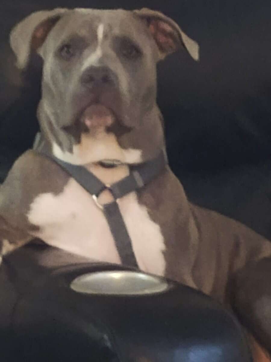 Blue Ghotti pitbull free image 2