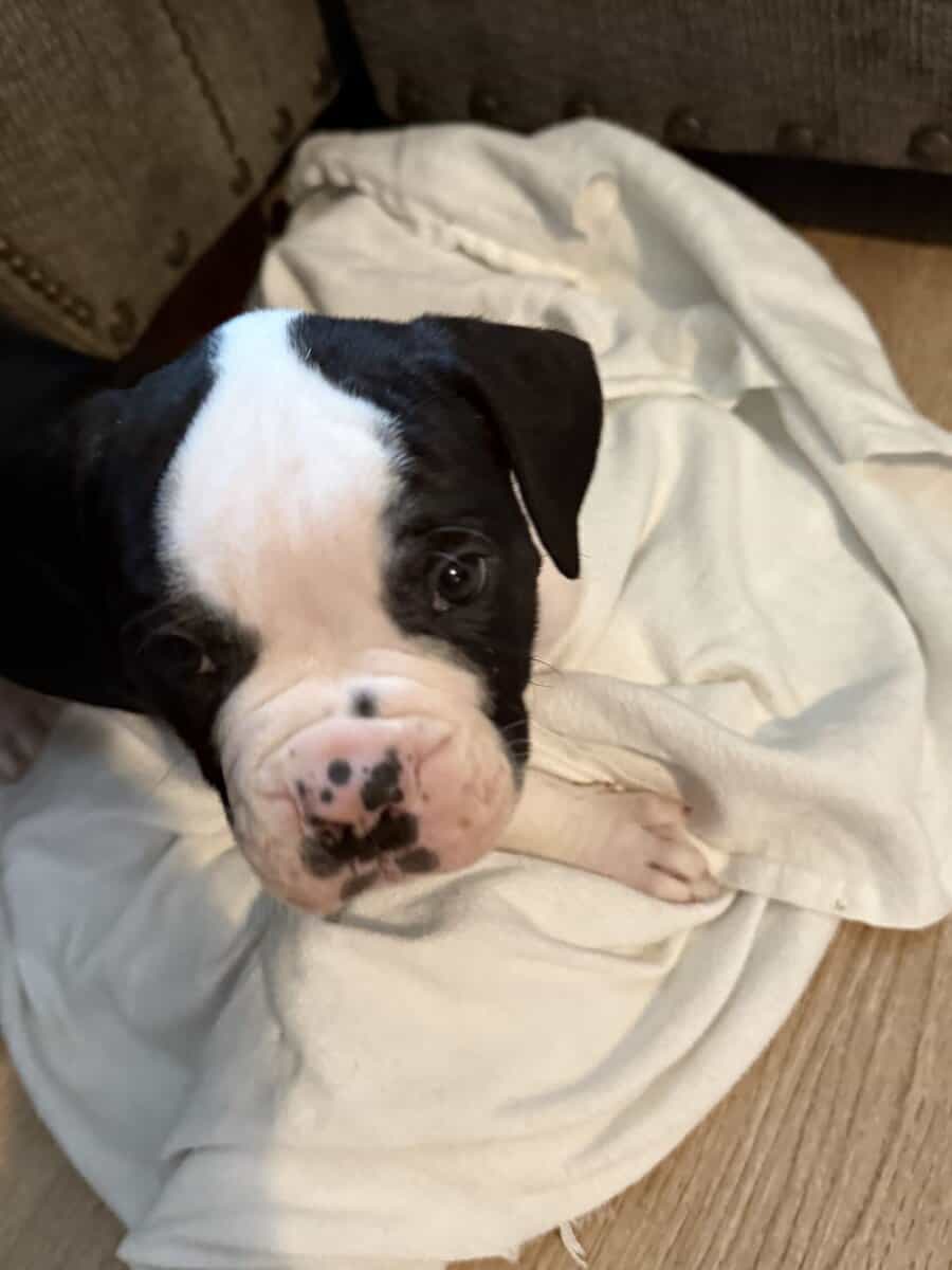 Puppies for Sale! image 12