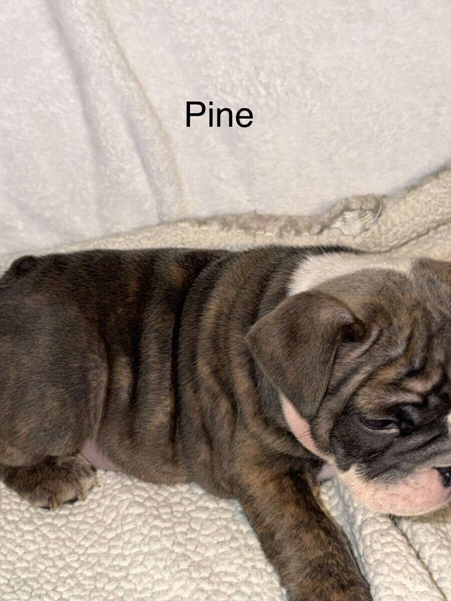🐾 **Adorable English Bulldog Puppies ** 🐾 image 9