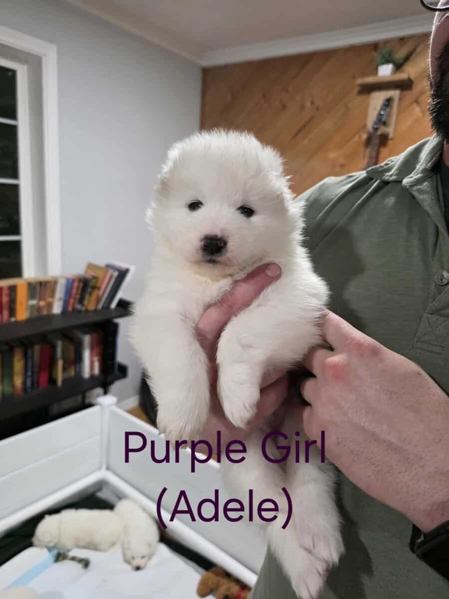 Beautiful Samoyed Puppies image 5