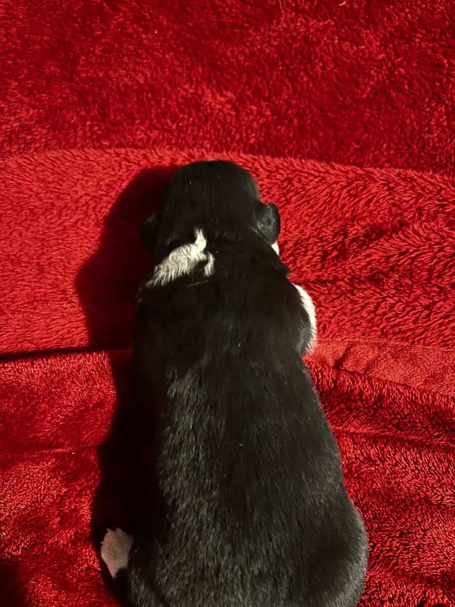 Male Australian Shepherd Puppy image 8