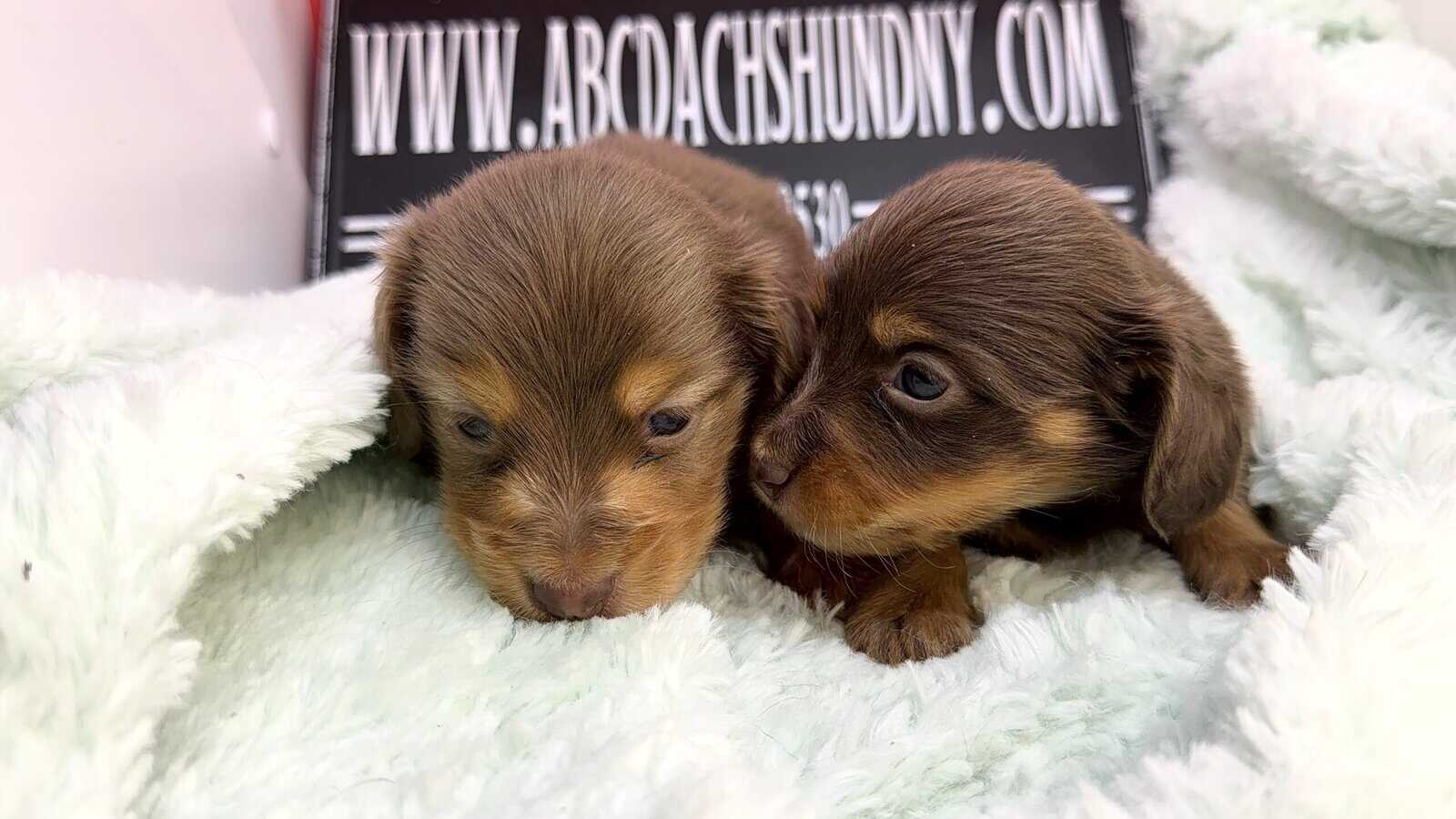 Champion bred dachshund puppies-Import line AKC image 7