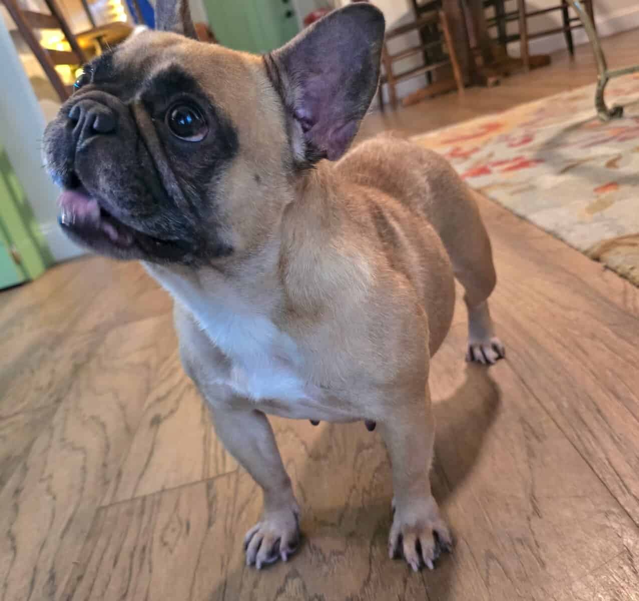 Rehoming a 5 year old spayed french bulldog female image 2