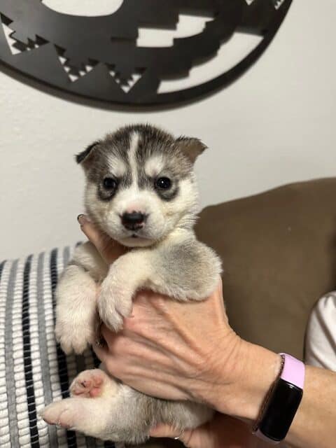 AKC Champion Bloodlines Siberian Husky Puppies image 3