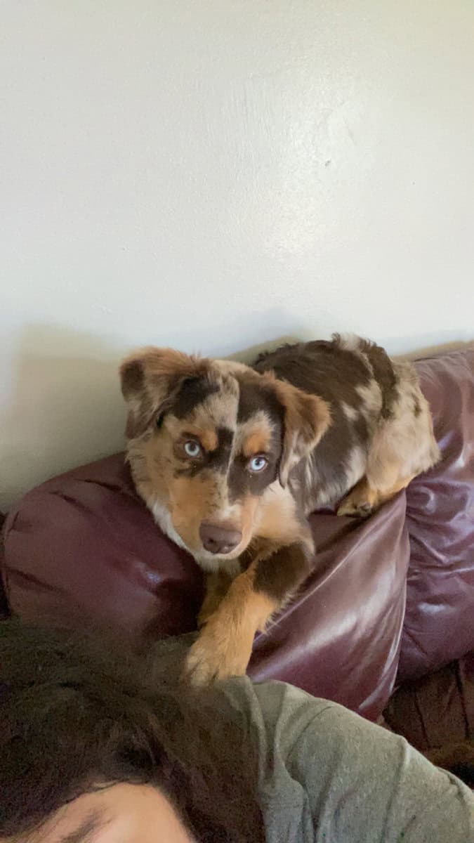 Australian shepherd image 3