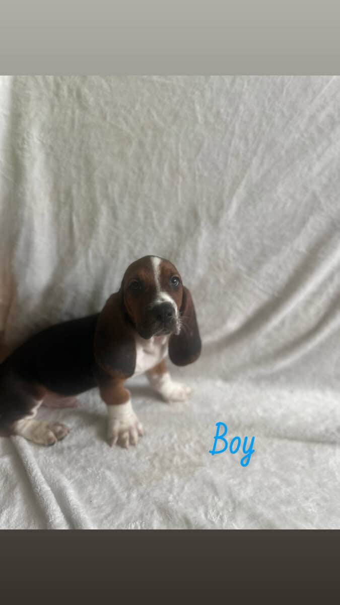 Purebred Basset Puppies image 2