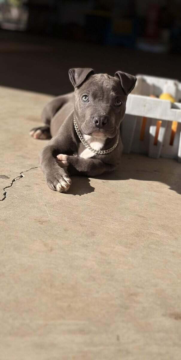 Bluenose Bully full breed image 1