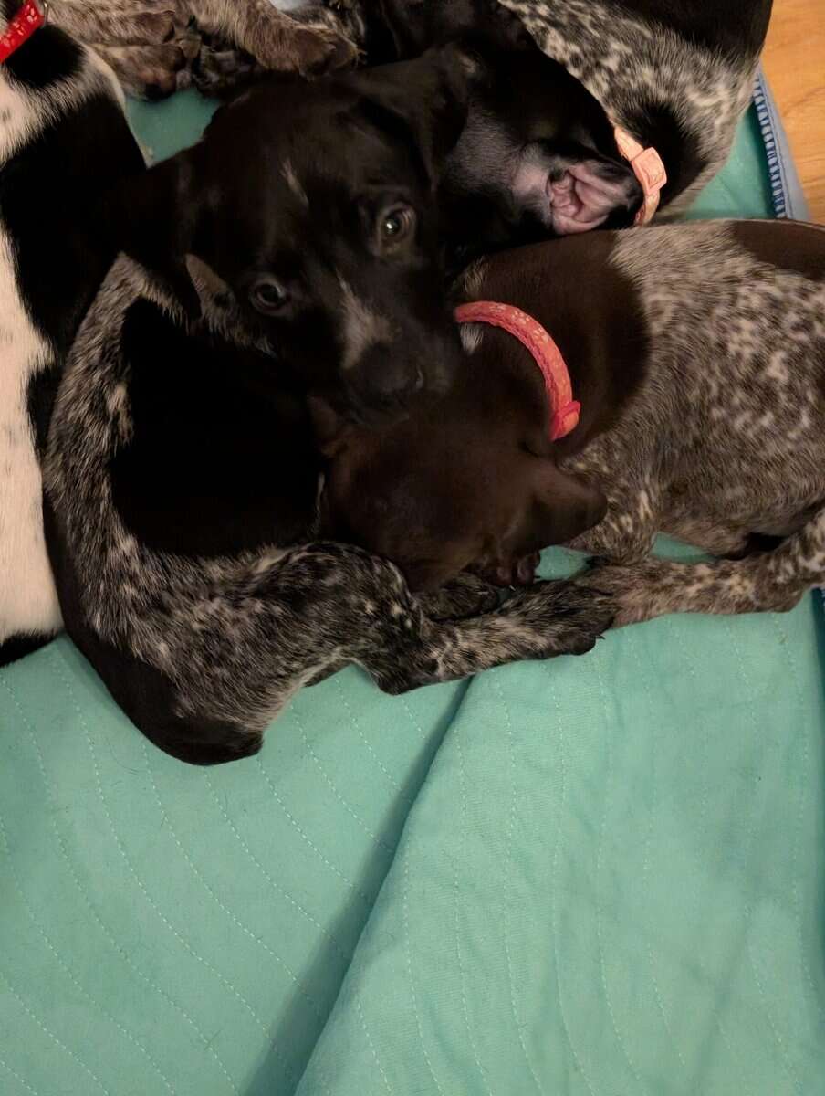 German Shorthair Pointer Puppies image 3