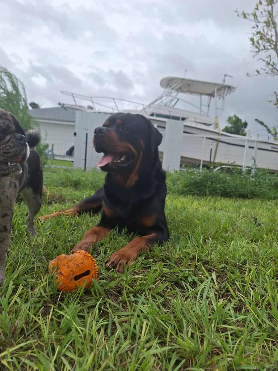 AKC Certified Litter Proven Rottweiler Stud image 10