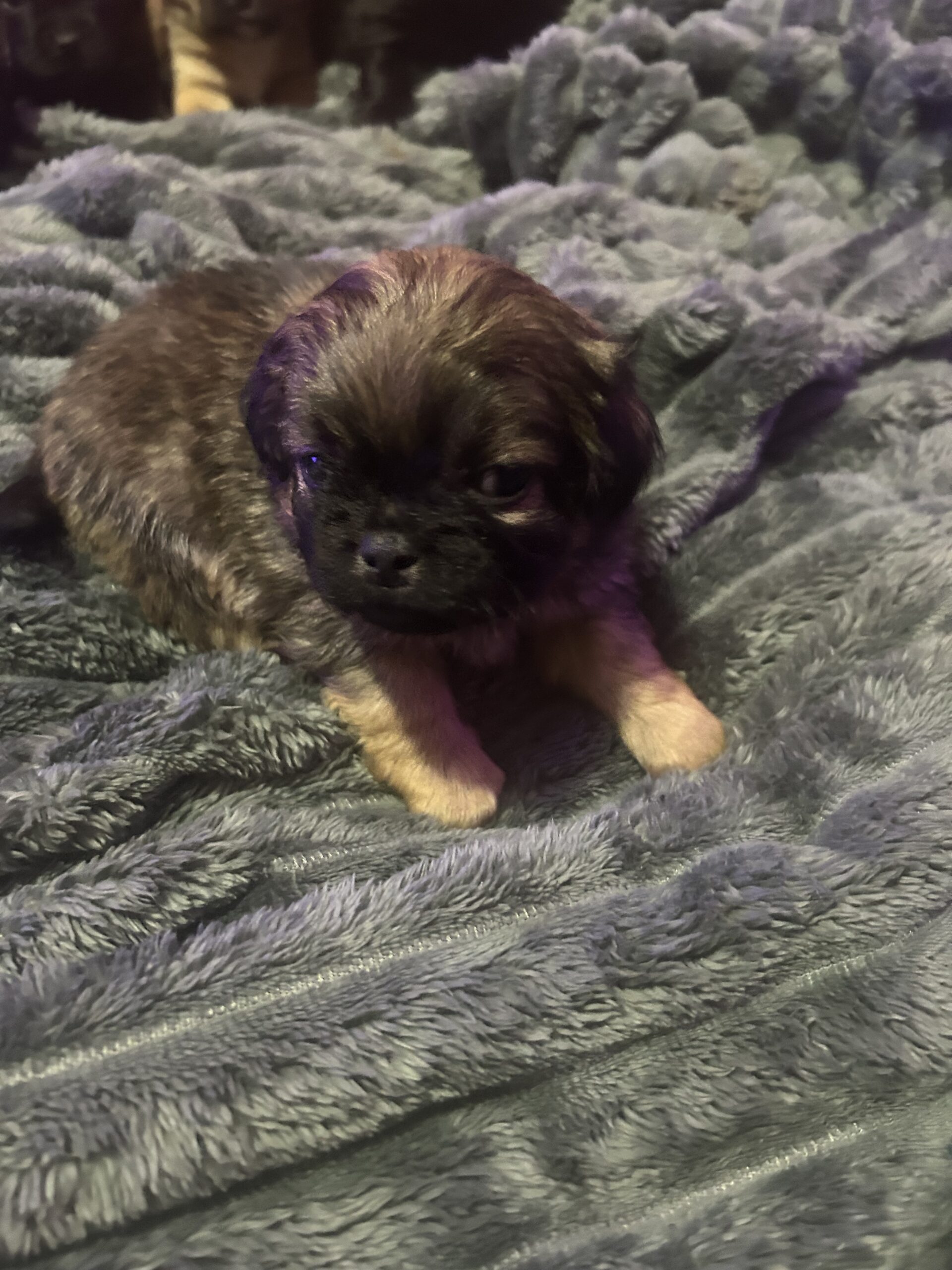 Puppy’s for sale puppy puppies image 1