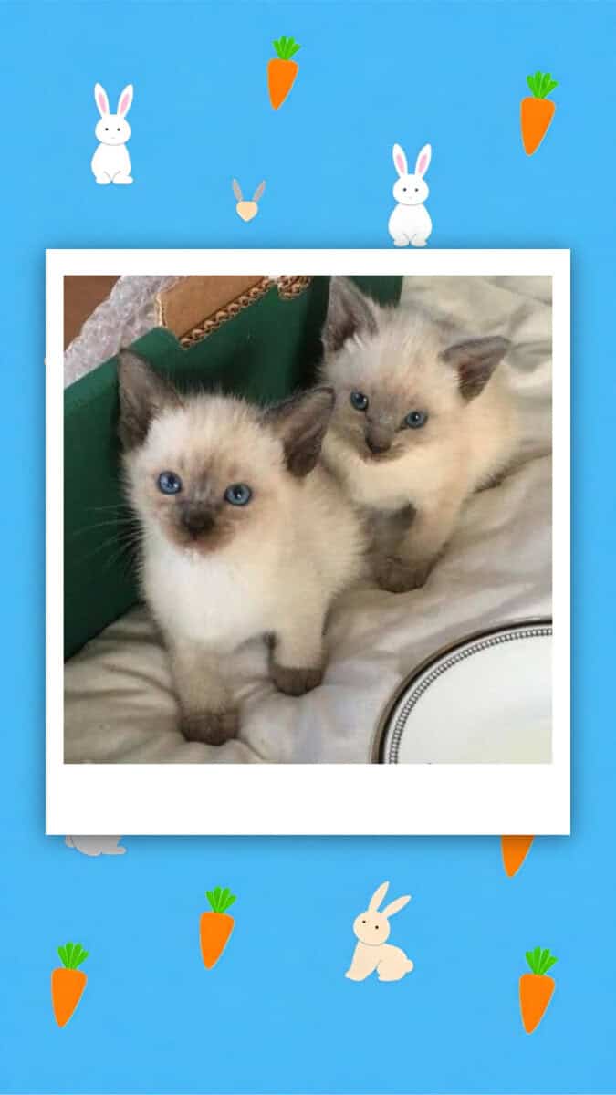 8 weeks Siamese snowshoes kitten image 1