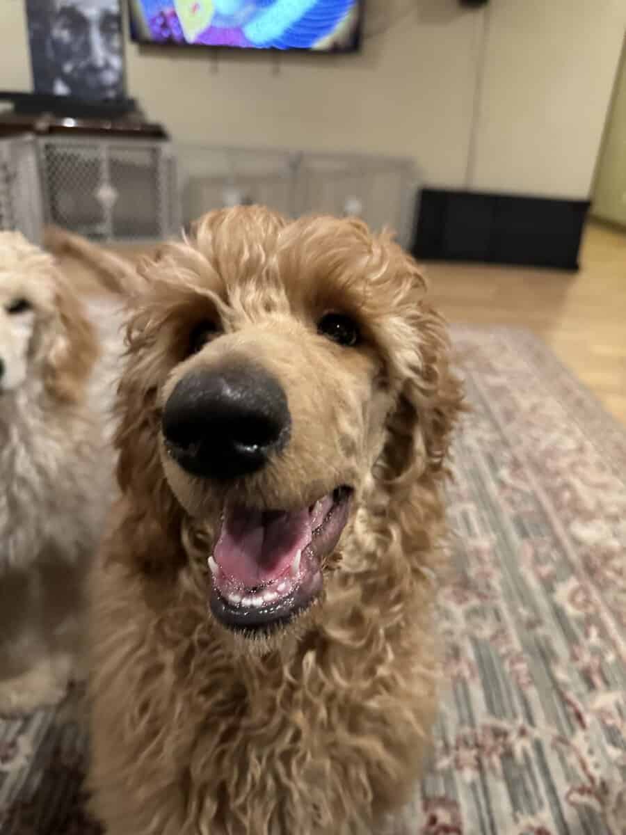 20 Week Old Standard Poodle Puppy (Male) image 4