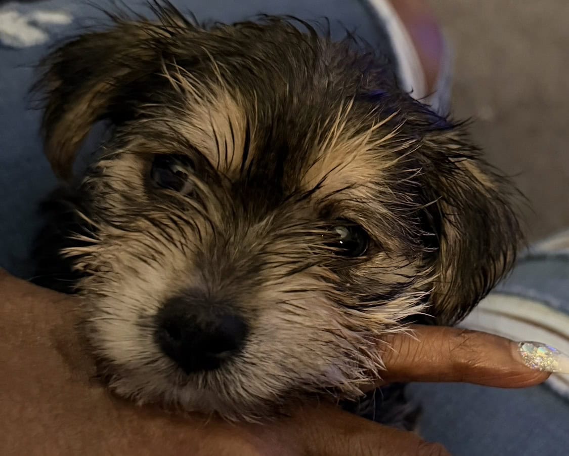 Playful Morkie Babies (Puppies) image 3