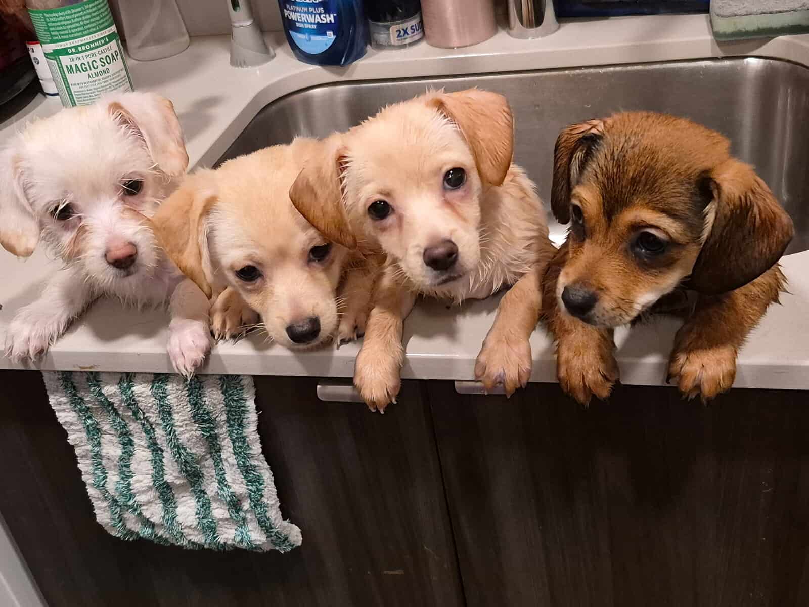 shih tzu chihuahua puppy mix image 3