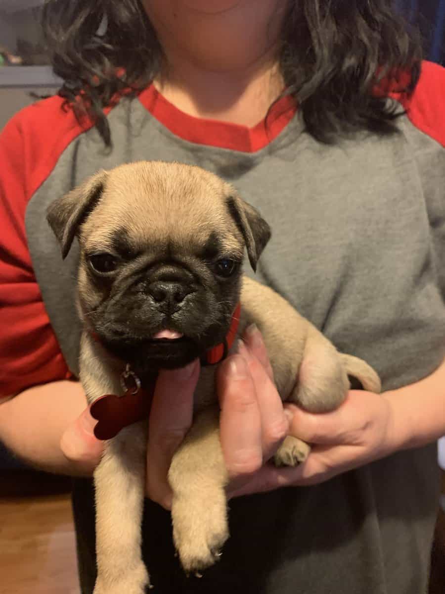 Pug puppies for sale image 14