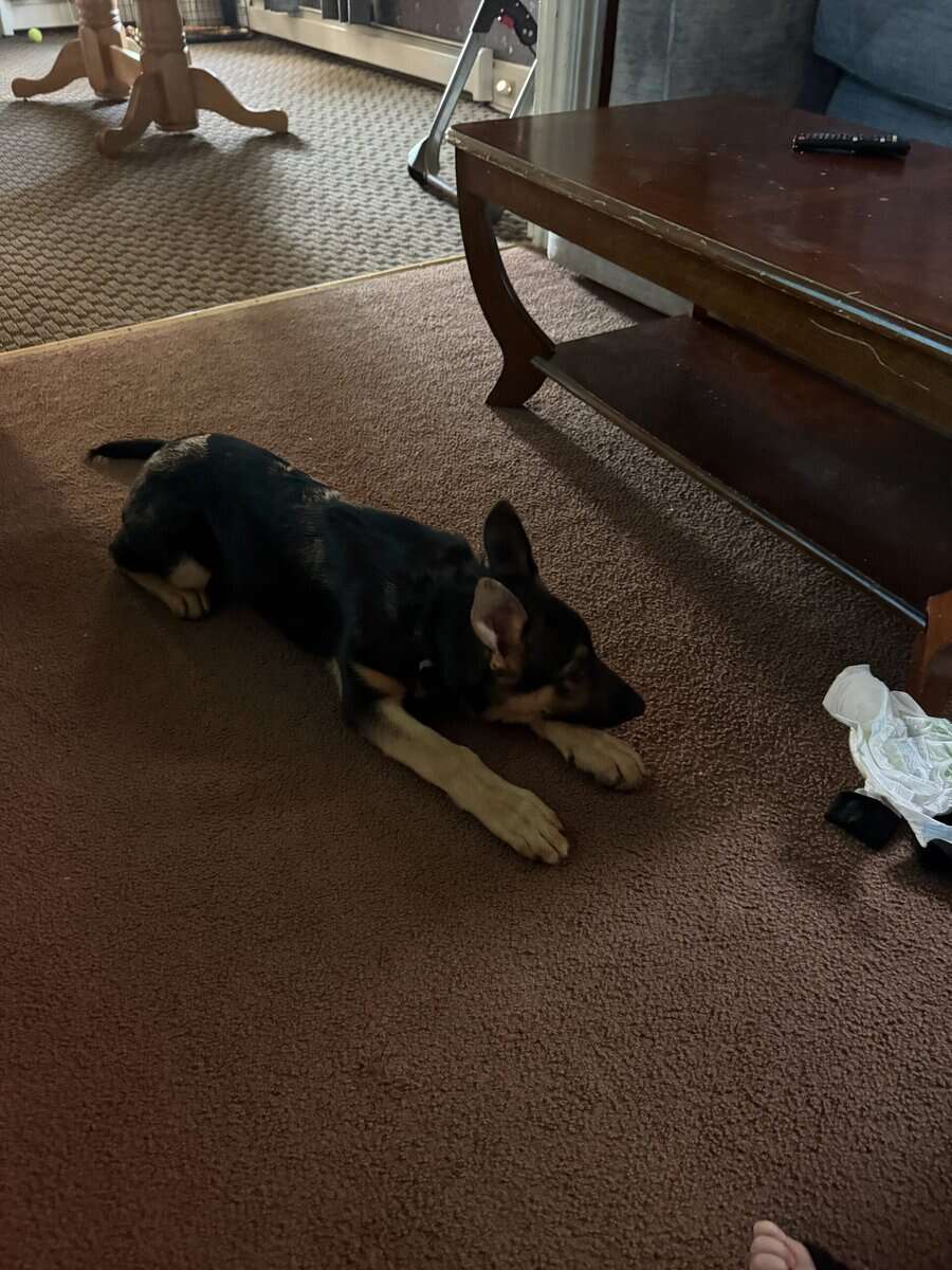 4 month old German shepherd puppy. Male image 1