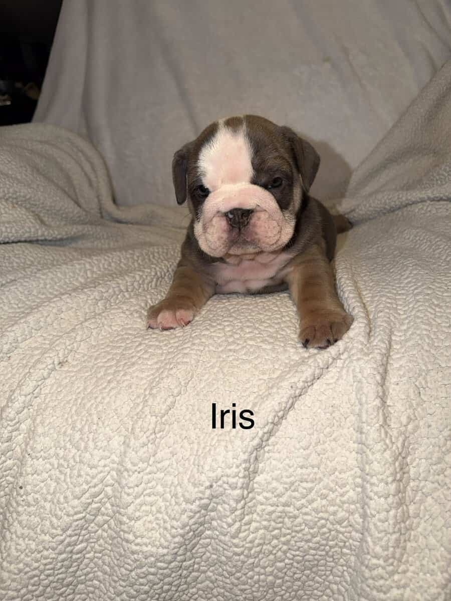 🐾 **Adorable English Bulldog Puppies ** 🐾 image 11