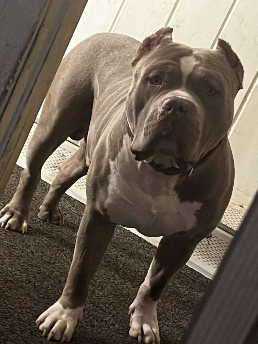 Male Xl bully 3years old image 1