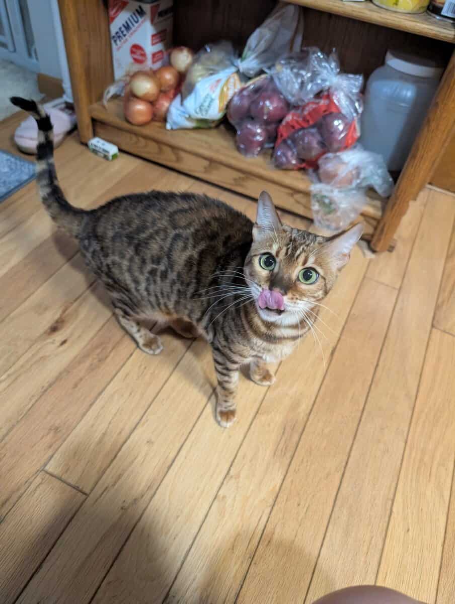 adult bengal image 2
