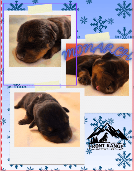 Front Range Rottweilers Looking For Loving Homes image 3