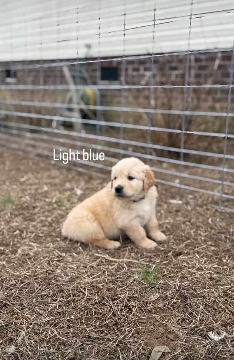 Golden retriever puppies image 3
